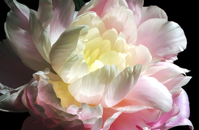 Peony